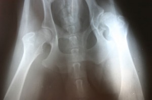 disability for hip problems